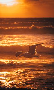 Preview wallpaper seagull, bird, sea, sunset, water