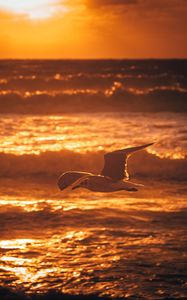 Preview wallpaper seagull, bird, sea, sunset, water