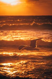 Preview wallpaper seagull, bird, sea, sunset, water