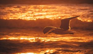 Preview wallpaper seagull, bird, sea, sunset, water