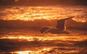 Preview wallpaper seagull, bird, sea, sunset, water