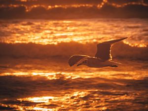 Preview wallpaper seagull, bird, sea, sunset, water