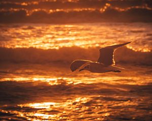 Preview wallpaper seagull, bird, sea, sunset, water