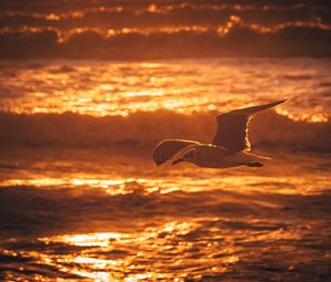 Preview wallpaper seagull, bird, sea, sunset, water