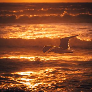 Preview wallpaper seagull, bird, sea, sunset, water