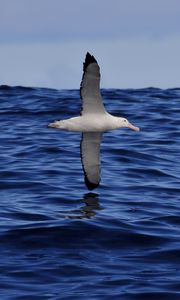 Preview wallpaper seagull, bird, sea, flight