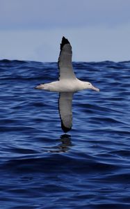 Preview wallpaper seagull, bird, sea, flight