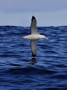 Preview wallpaper seagull, bird, sea, flight