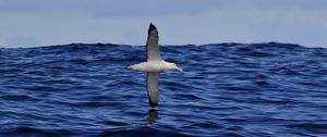 Preview wallpaper seagull, bird, sea, flight