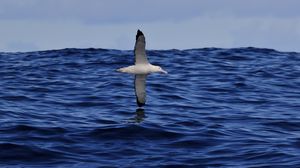 Preview wallpaper seagull, bird, sea, flight