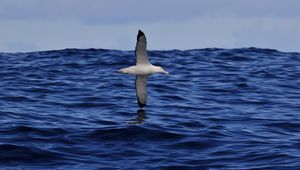 Preview wallpaper seagull, bird, sea, flight