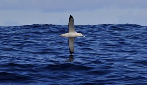 Preview wallpaper seagull, bird, sea, flight