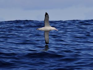 Preview wallpaper seagull, bird, sea, flight