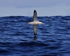 Preview wallpaper seagull, bird, sea, flight