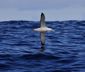 Preview wallpaper seagull, bird, sea, flight