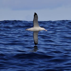 Preview wallpaper seagull, bird, sea, flight