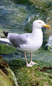 Preview wallpaper seagull, bird, seabird, water