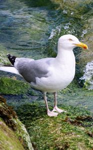 Preview wallpaper seagull, bird, seabird, water