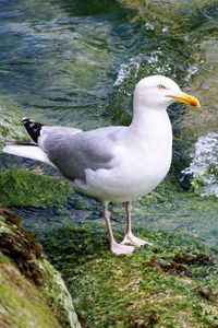 Preview wallpaper seagull, bird, seabird, water