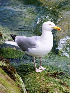 Preview wallpaper seagull, bird, seabird, water