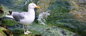 Preview wallpaper seagull, bird, seabird, water