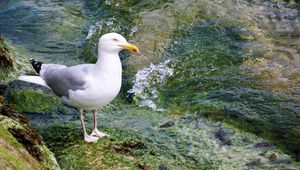 Preview wallpaper seagull, bird, seabird, water