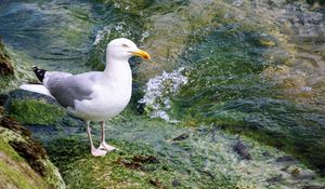 Preview wallpaper seagull, bird, seabird, water