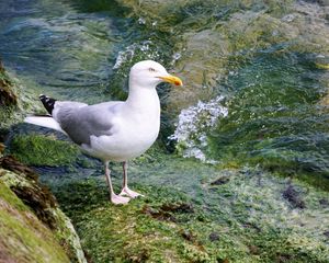 Preview wallpaper seagull, bird, seabird, water