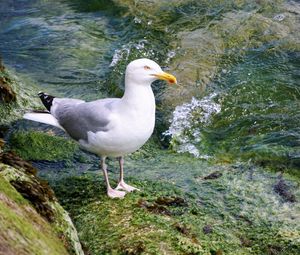 Preview wallpaper seagull, bird, seabird, water