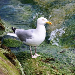Preview wallpaper seagull, bird, seabird, water
