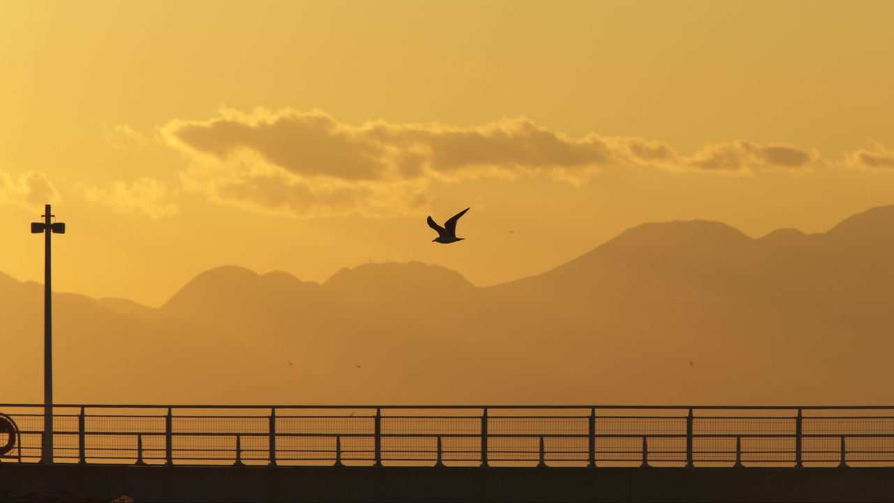 Wallpaper seagull, bird, silhouette, flight, sunset