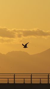 Preview wallpaper seagull, bird, silhouette, flight, sunset