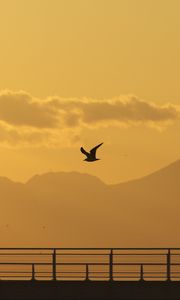 Preview wallpaper seagull, bird, silhouette, flight, sunset