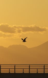 Preview wallpaper seagull, bird, silhouette, flight, sunset