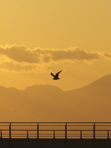 Preview wallpaper seagull, bird, silhouette, flight, sunset