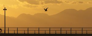 Preview wallpaper seagull, bird, silhouette, flight, sunset