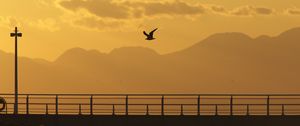 Preview wallpaper seagull, bird, silhouette, flight, sunset