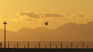 Preview wallpaper seagull, bird, silhouette, flight, sunset