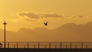 Preview wallpaper seagull, bird, silhouette, flight, sunset