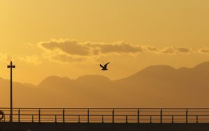 Preview wallpaper seagull, bird, silhouette, flight, sunset