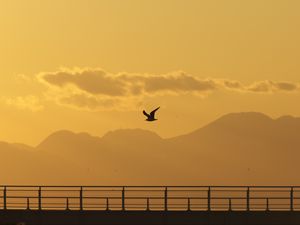 Preview wallpaper seagull, bird, silhouette, flight, sunset