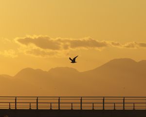 Preview wallpaper seagull, bird, silhouette, flight, sunset