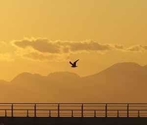 Preview wallpaper seagull, bird, silhouette, flight, sunset