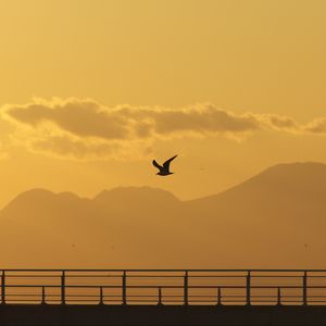 Preview wallpaper seagull, bird, silhouette, flight, sunset