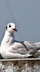 Preview wallpaper seagull, bird, sitting, beak