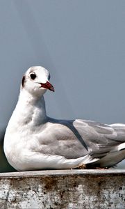 Preview wallpaper seagull, bird, sitting, beak