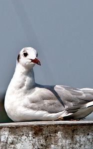 Preview wallpaper seagull, bird, sitting, beak