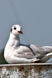 Preview wallpaper seagull, bird, sitting, beak