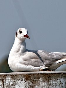 Preview wallpaper seagull, bird, sitting, beak