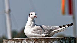 Preview wallpaper seagull, bird, sitting, beak